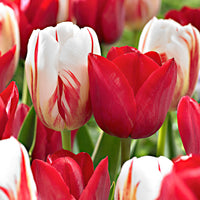 20x Tulipes en mélange