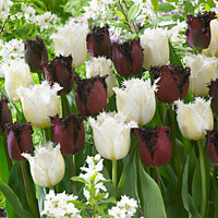 15x Tulipe frangée