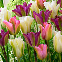 20x Tulipes Tulipa - Mélange 'Greenland' rose-violet-blanc