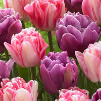 15x Tulipes en mélange