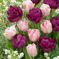 20x Tulipes doubles