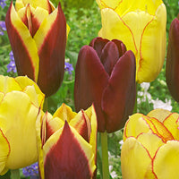 20x Tulipes Tulipa - Mélange 'Carribean Fantasy'