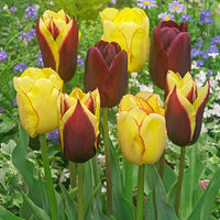 20x Tulipes Tulipa - Mélange 'Carribean Fantasy'