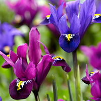 30x Iris miniature - Mélange 'Purple Rain' violet