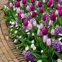 25x Bulbes de fleurs - Mélange 'Royal Purple' Rose-Violet-Blanc