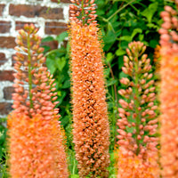 Aiguille de Cléopâtre Eremurus 'Pinnokio' orangé