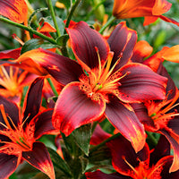 5x Lys Lilium 'Forever Susan' orangé-violet
