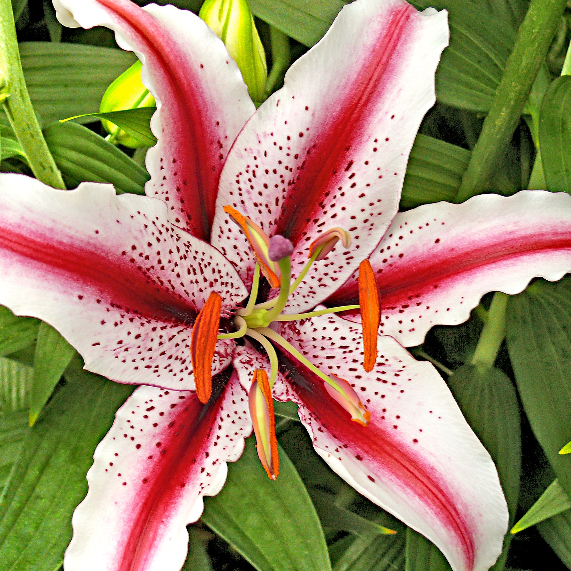Lys Lilium 'Dizzy' rouge-blanc acheter | Bakker.com
