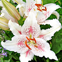 5x Lys Lilium 'Muscadet' blanc-rose