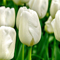 20x Tulipes Tulipa 'Hakuun' blanc