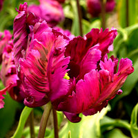 20x Tulipes Tulipa 'Negrita Parrot' violet