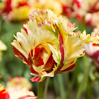 20x Tulipes Tulipa 'Texas Flame' jaune-rouge