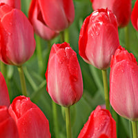 25x Tulipes Tulipa 'Van Eijk' rouge
