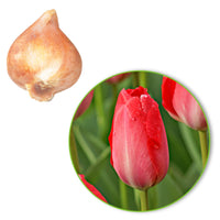 25x Tulipes Tulipa 'Van Eijk' rouge