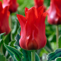20x Tulipes Tulipa 'Oriental Beauty' rouge