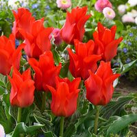 20x Tulipes Tulipa 'Oriental Beauty' rouge