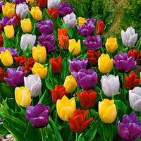 20 x Tulipes Triomphe