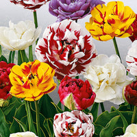 20x Tulipes doubles