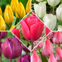 50x Bulbes de tulipe – mélange