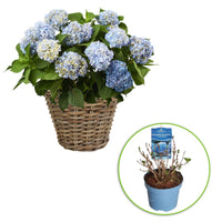 Hortensia paysan Hydrangea macrophylla Bleu avec panier en osier