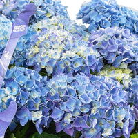 Hortensia paysan Hydrangea 'Blue Ballad' avec panier en osier