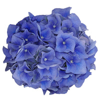 Hortensia Hydrangea 'Boogie Woogie' bleu avec panier en osier