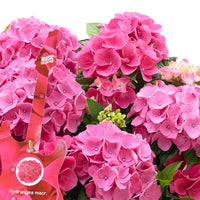 Hortensia paysan Hydrangea 'Pink Pop' Rose avec panier en osier