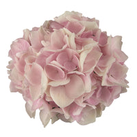 Hortensia paysan Hydrangea 'Soft Pink Salsa'® avec panier en osier