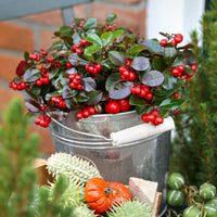 3x Gaulthérie Gaultheria sp. procumbens 'Big Berry' avec cache-pot gris