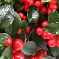 6x Gaulthérie Gaultheria sp. procumbens 'Big Berry' vert-rouge avec coupe grise