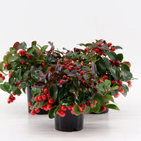3x Gaulthérie Gaultheria sp. procumbens 'Big Berry' avec cache-pot gris