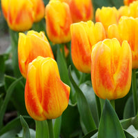 12x Tulipes Tulipa 'Ice Lolly' Jaune-Rouge