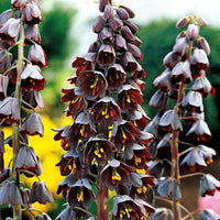 3x Fritillaire impériale Fritillaria imperialis violet