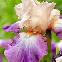3x Iris barbu 'Fruitsation' crème-violet - Plants à racines nues