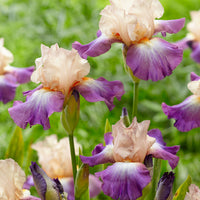 3x Iris barbu 'Fruitsation' crème-violet - Plants à racines nues