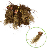 3x Iris barbu 'Fruitsation' crème-violet - Plants à racines nues