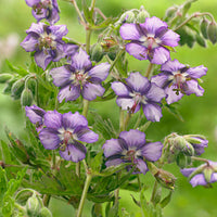 5x Géraniums vivaces ‘Kora‘ violet-blanc - Racines nues