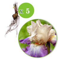 5x Géraniums vivaces ‘Kora‘ violet-blanc - Racines nues