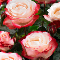 Rosa 'Nostalgie'® Rosier à grandes fleurs Crème-Rose