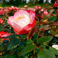 Rosa 'Nostalgie'® Rosier à grandes fleurs Crème-Rose