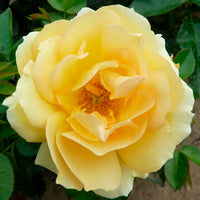 Rosier à grandes fleurs Rosa 'Hansestadt Rostock'®  Orangé