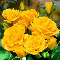 Rosier à grandes fleurs Rosa 'Friesia' jaune