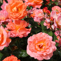 Rosier à grandes fleurs Rosa 'Augusta Luise'®  Orangé-Rose