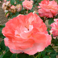 Rosier à grandes fleurs Rosa 'Augusta Luise'®  Orangé-Rose