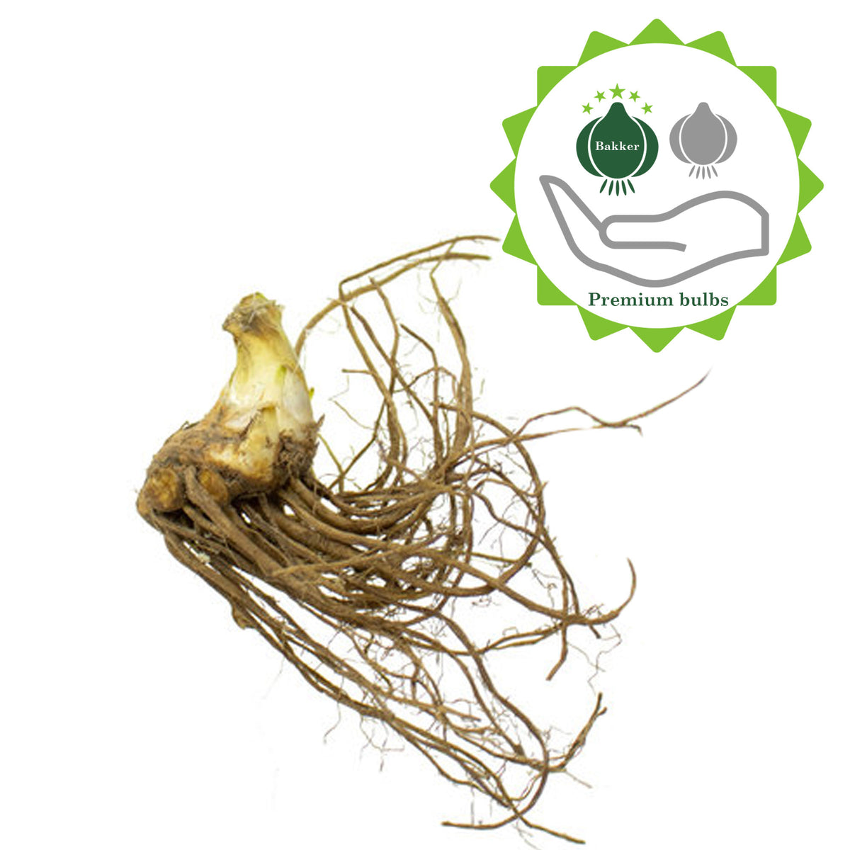 Collection Premium Hosta Vivaces - 10 Hybrides Différents, Plantes Racines Nues De Hollande