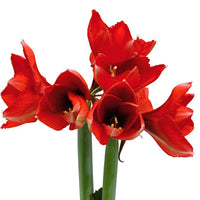 Wax amaryllis 'Cheetah'