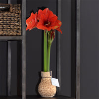 Wax amaryllis 'Cheetah'