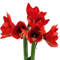 Wax amaryllis 'Zebra' noir