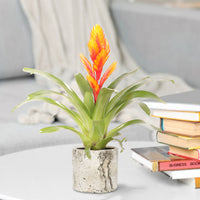 2 Bromélia Vriesea 'Intenso' Orangé