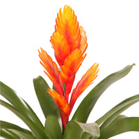 2 Bromélia Vriesea 'Intenso' Orangé